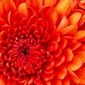 Meet your Posher, Nichole